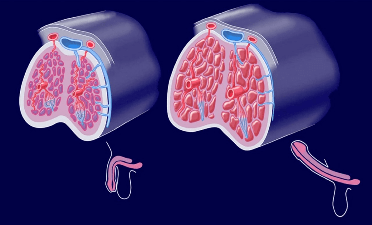struttura interna del pene