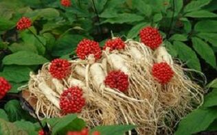 Il ginseng aumenta il flusso sanguigno al pene