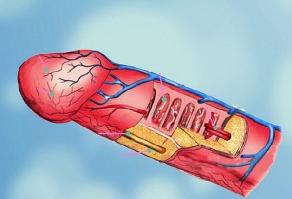 struttura del pene e ingrandimento della testa